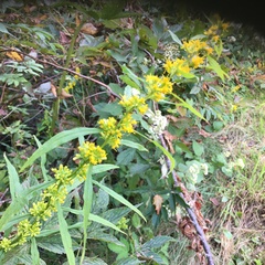 Solidago curtisii