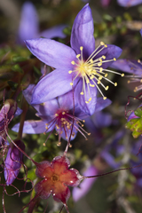 Calytrix
