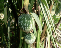 Passiflora miniata