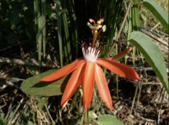 Passiflora miniata