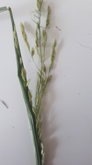 Leersia oryzoides