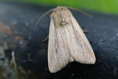 Leucania phragmitidicola