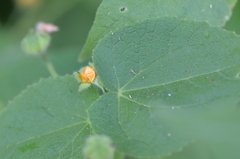 Abutilon