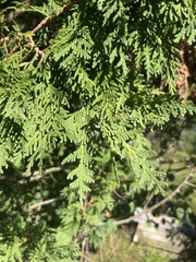 Thuja occidentalis