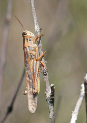 Schistocerca americana