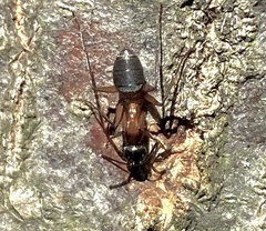 Camponotus chromaiodes