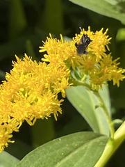 Phymata pennsylvanica