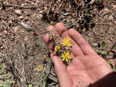 Heterotheca hirsutissima