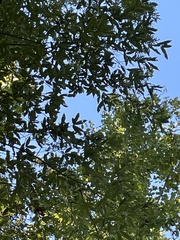 Quercus phellos