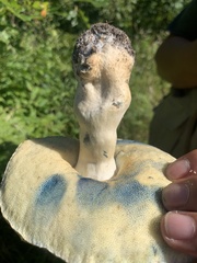 Gyroporus cyanescens