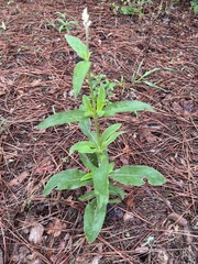 Froelichia floridana