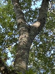 Quercus phellos
