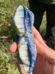 Gyroporus cyanescens