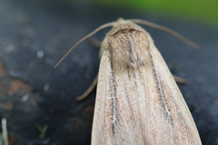 Leucania phragmitidicola