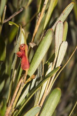 Adenanthos ellipticus