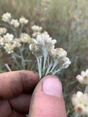 Pseudognaphalium macounii