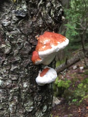 Fomitopsis