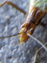 Oecanthus pini