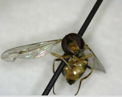 Toxomerus occidentalis