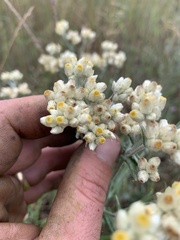 Pseudognaphalium macounii