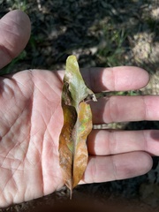 Quercus phellos