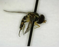 Toxomerus occidentalis