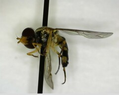 Toxomerus occidentalis