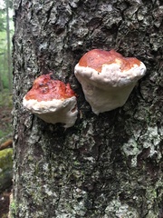 Fomitopsis