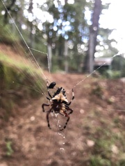 Verrucosa
