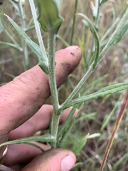 Pseudognaphalium macounii