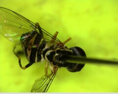 Toxomerus occidentalis