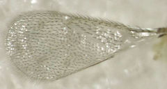 Aphytis
