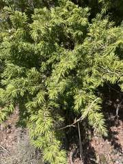 Juniperus horizontalis
