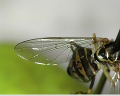 Toxomerus occidentalis