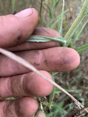 Pseudognaphalium macounii