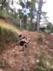 Verrucosa