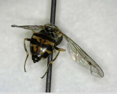 Toxomerus occidentalis