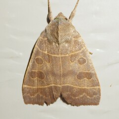 Ipimorpha pleonectusa