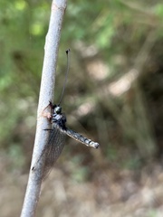 Ululodes quadripunctatus