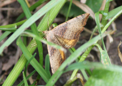 Chrysolarentia mecynata