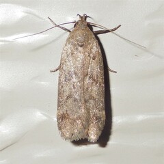 Anacampsis