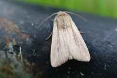 Leucania phragmitidicola