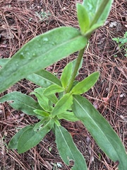 Froelichia floridana