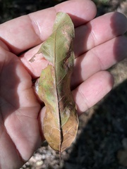 Quercus phellos