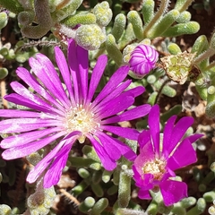 Drosanthemum hispidum