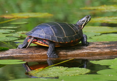 Chrysemys picta picta