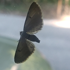 Eupithecia absinthiata