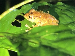 Pristimantis cruentus