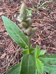 Froelichia floridana
