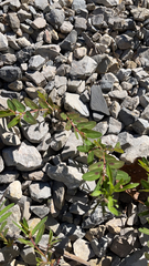 Euphorbia nutans